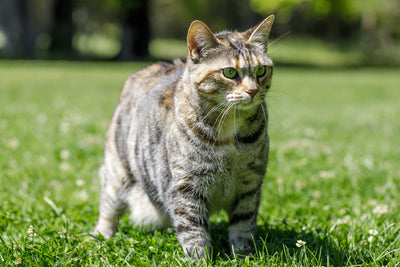American Bobtail Cat Breed Guide