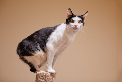 Manx Cat Breed Guide