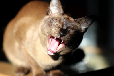 Tonkinese Cat Breed Guide