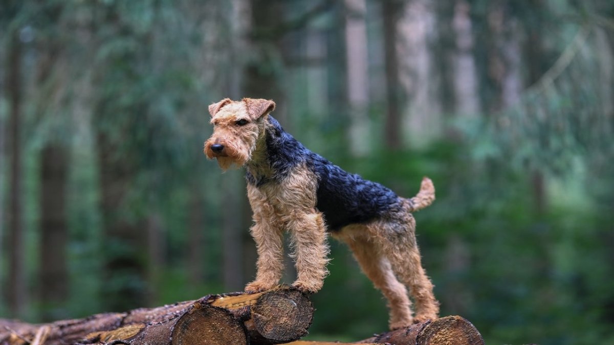 are airedale terriers good family pets