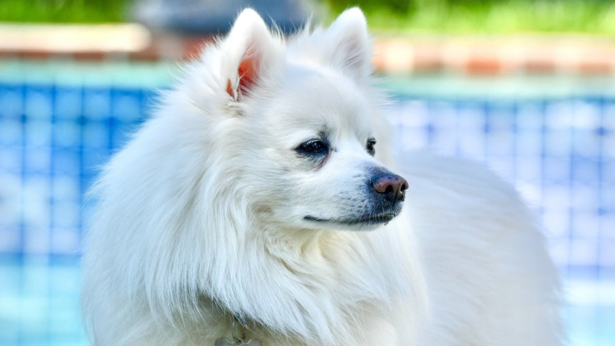 Biscuit cream american eskimo dog hotsell