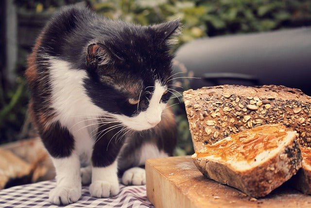 Do cats eat bread best sale