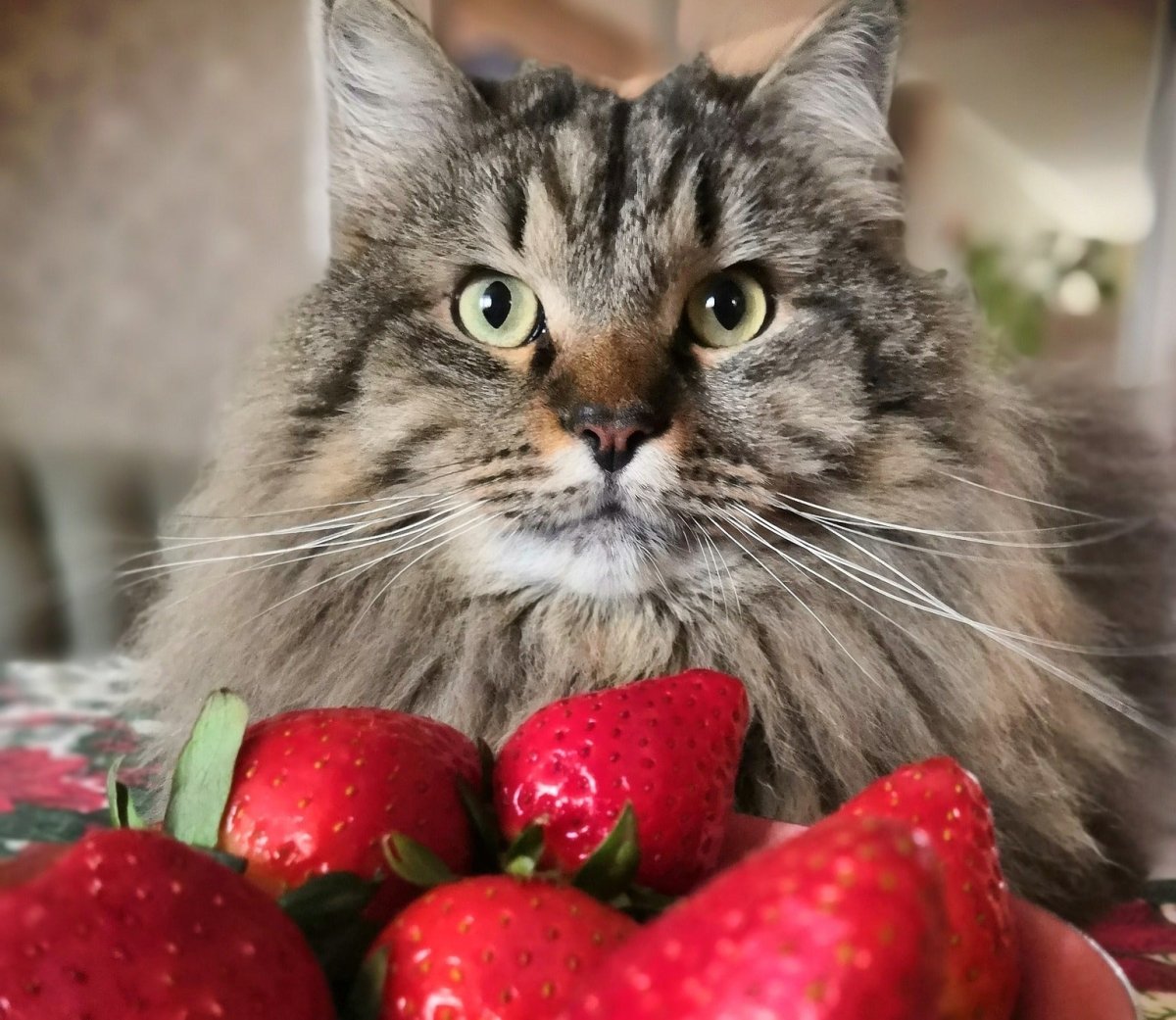 Are strawberries okay for cats hotsell