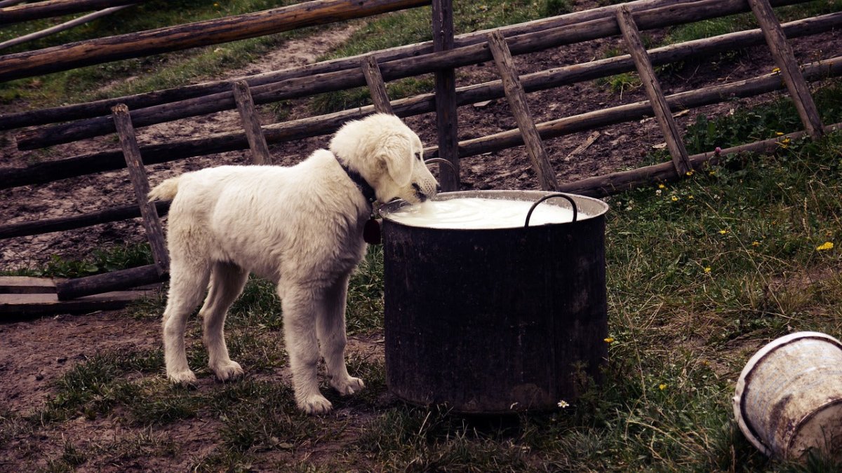 Can Dogs Eat Gravy Scrumbles