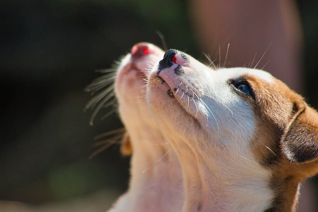 Can dogs have lamb best sale