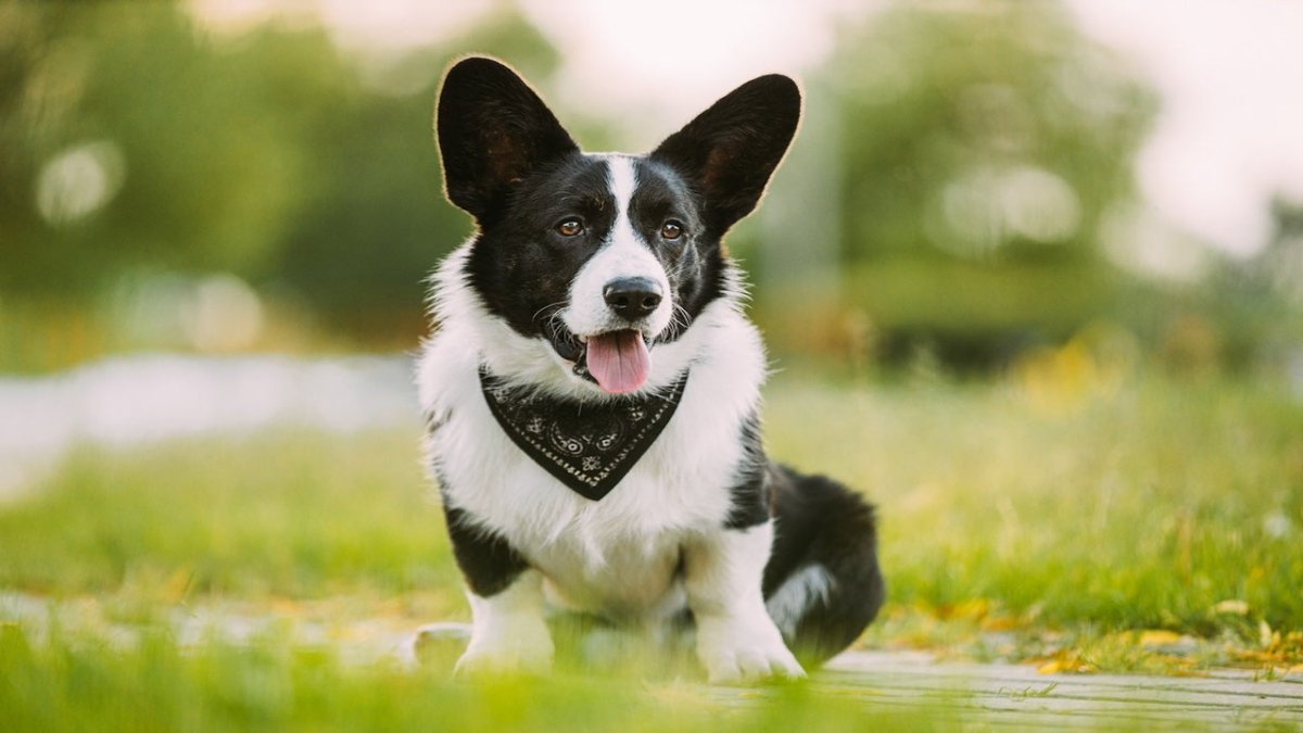 Cardigan Welsh Corgi | Breed Guide | Scrumbles – Scrumbles 