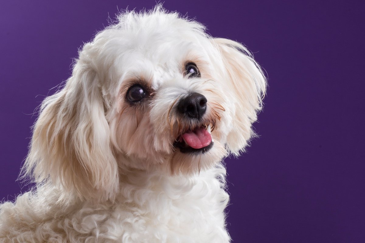 Cavachon Breed Guide Scrumbles