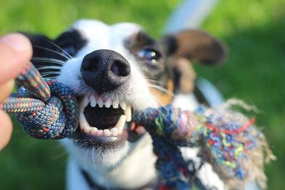 How Much Does It Cost to Have Your Dog’s Teeth Cleaned?