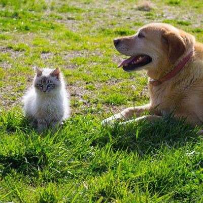 Hay fever in pets: symptoms and treatment
