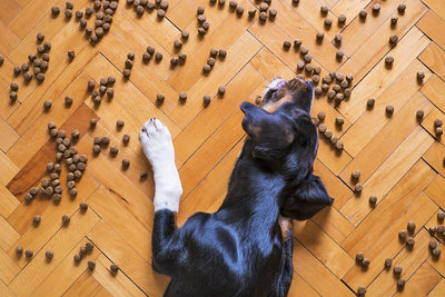 What is Hydrolysed Dog Food?