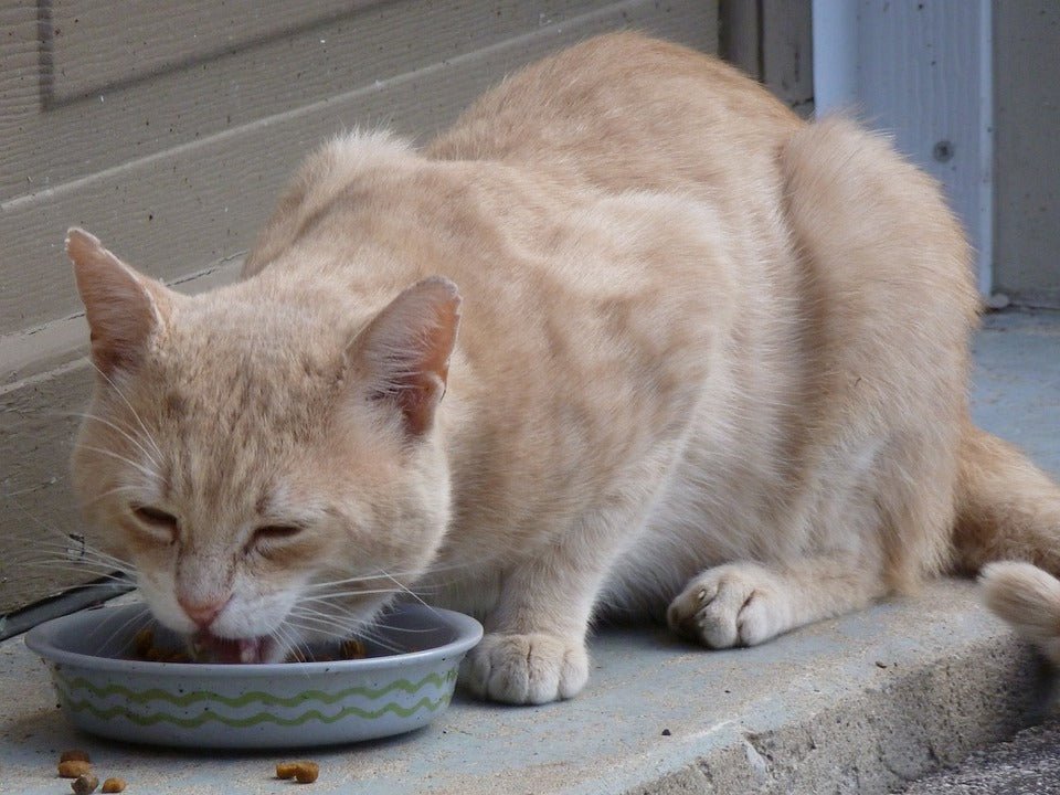 How Many Pouches Should I Feed My Cat? – Scrumbles: Natural Pet Food