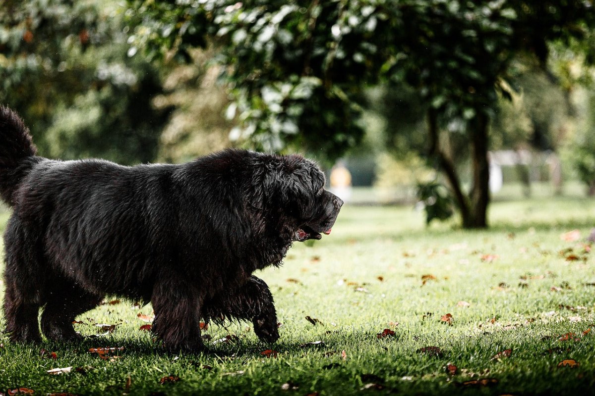 Newfoundland Dog Breed Guide Scrumbles