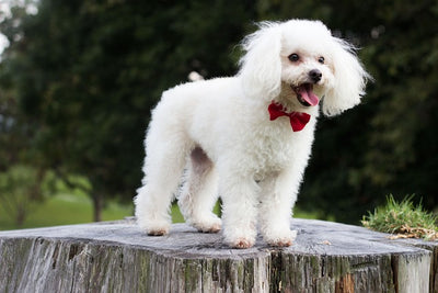 Miniature Poodle vs Toy Poodle: What's The Diff?
