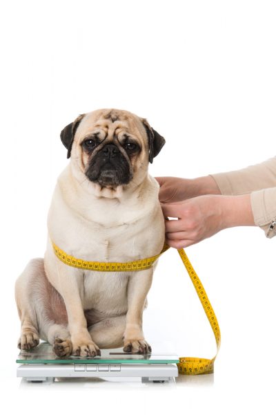 Alarming Pet Obesity Statistics in the UK & What You Can Do