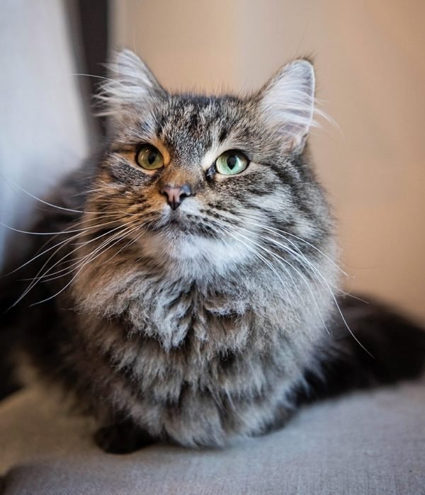 Siberian cat deals big breeds