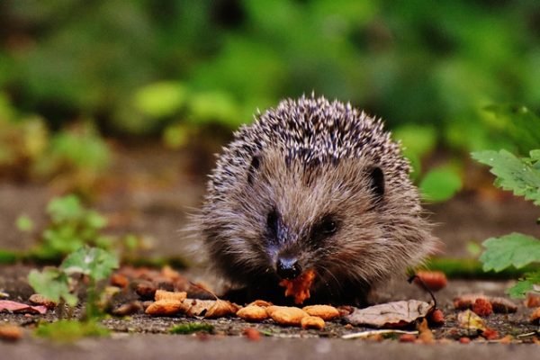 Can hedgehogs eat wet cat food best sale