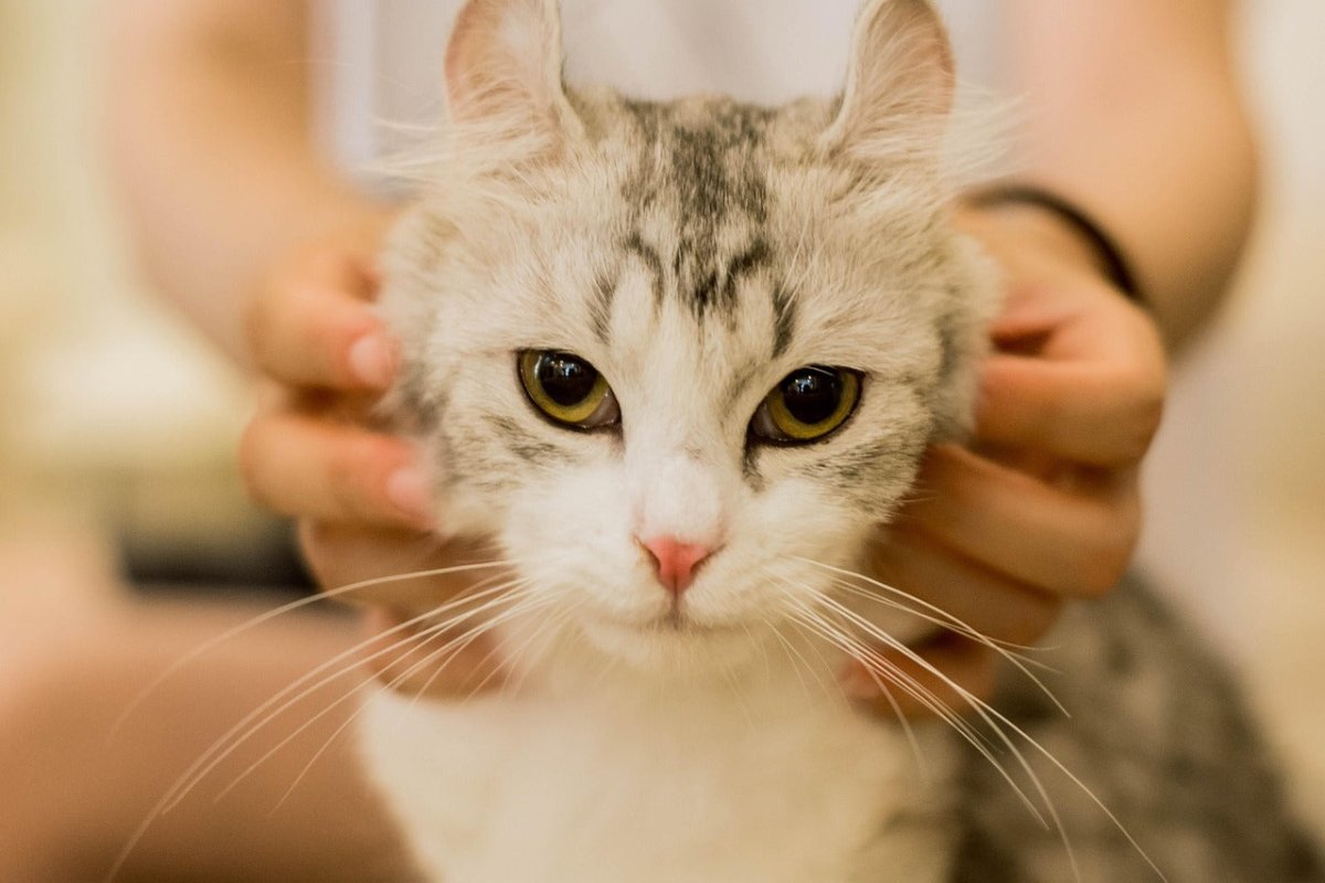 Why Do Cats Like Being Stroked? Scrumbles: Natural Pet Food Why Do Cats Like Being Stroked? Scrumbles: Natural Pet Food