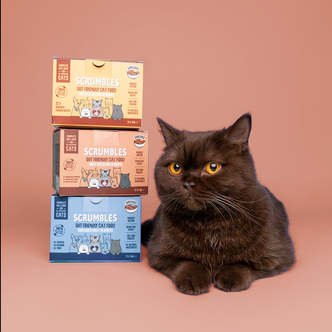 Meat selection in broth wet cat food wit cat