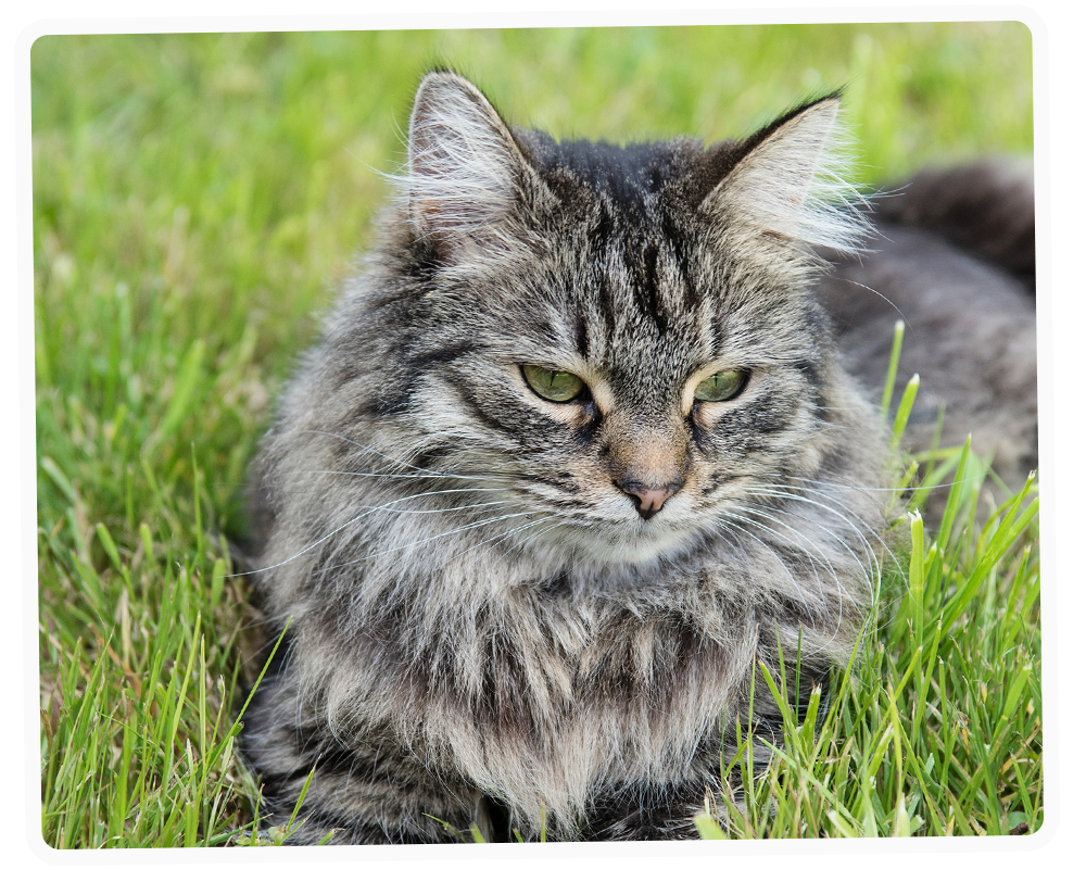 cat in grass