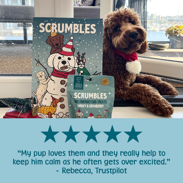 Dog Advent Calendar Review