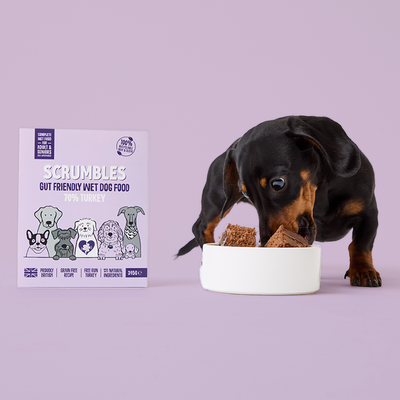 Turkey Wet Dog Food Eating