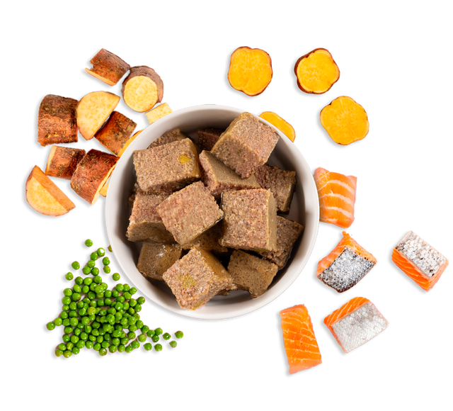 salmon wet dog food