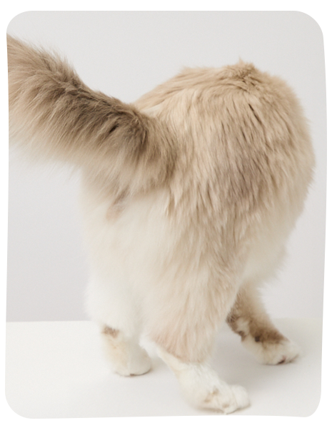cat bum