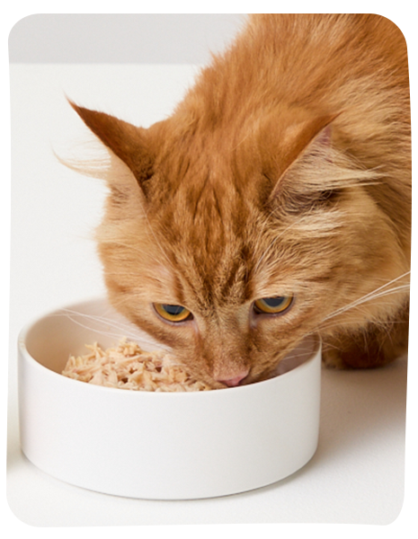 cat eating cat food