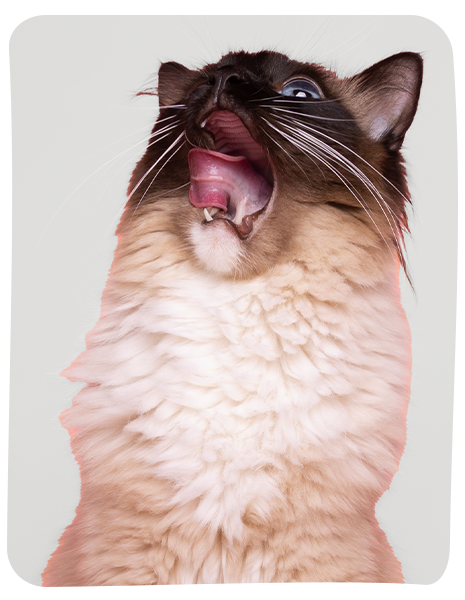 Cat licking lips