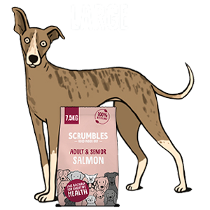 Large breed dog