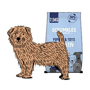 Small breed dog