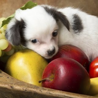 The truth about vegan dog food