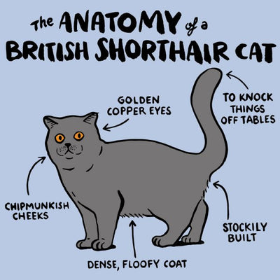British Shorthair Cat Breed Guide