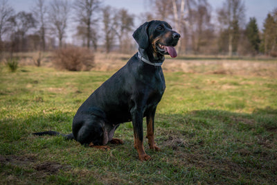 Polish Hunting Dog Breed Guide