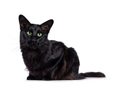 Oriental Longhair Cat Breed Guide