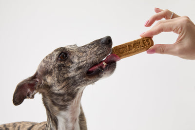 Can Dogs Eat Cat Treats (and Vice Versa)?