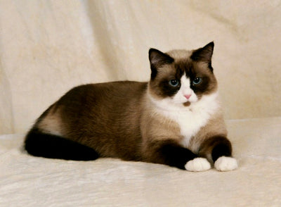 Snowshoe Cat Breed Guide