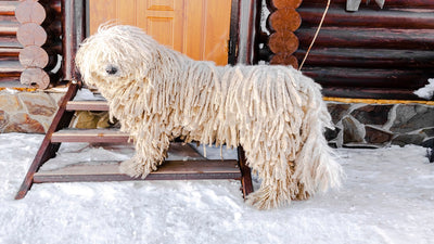 Komondor Breed Guide