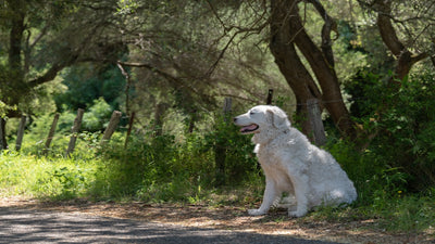 Kuvasz Breed Guide