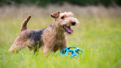 Lakeland Terrier Breed Guide