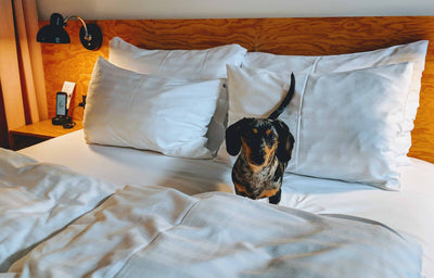 Dog friendly hotels UK