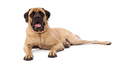 Mastiff Breed Guide