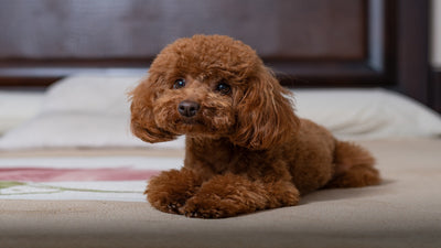 Miniature Poodle Breed Guide