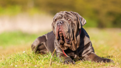 Neapolitan Mastiff Breed Guide