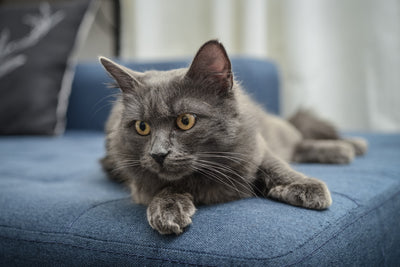 Nebelung Cat Breed Guide