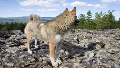 Norwegian Elkhound Breed Guide