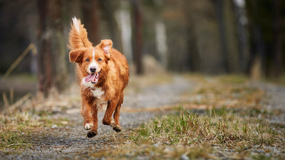 Nova Scotia Duck Tolling Retriever Breed Guide