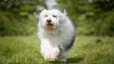 Old English Sheepdog Breed Guide