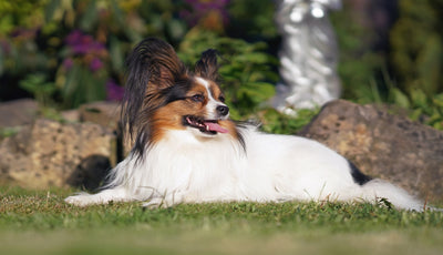 Papillon Breed Guide