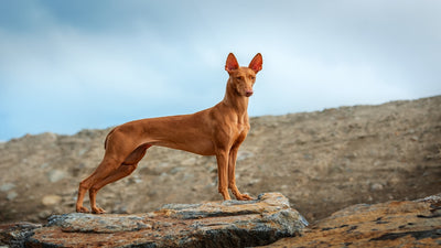 Pharaoh Hound Breed Guide